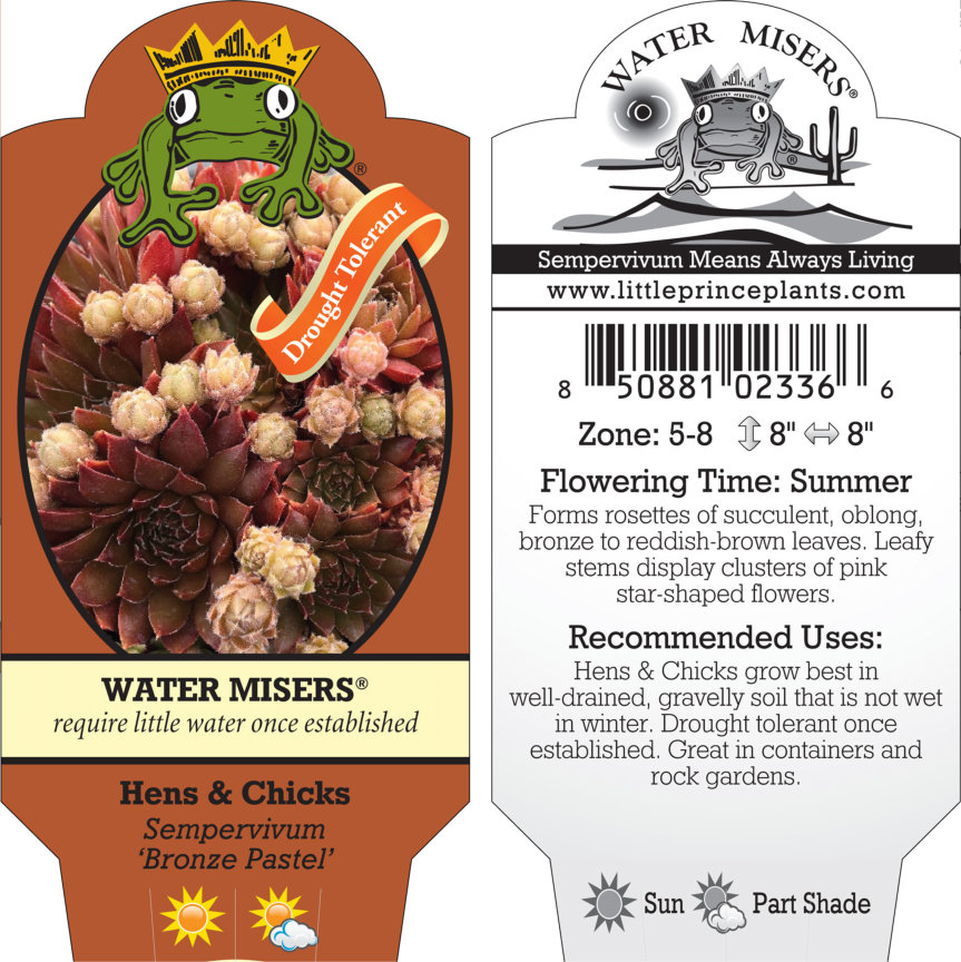 Sempervivum 'Bronze Pastel' - Hens & Chicks (3.5" Pot) - Image 7