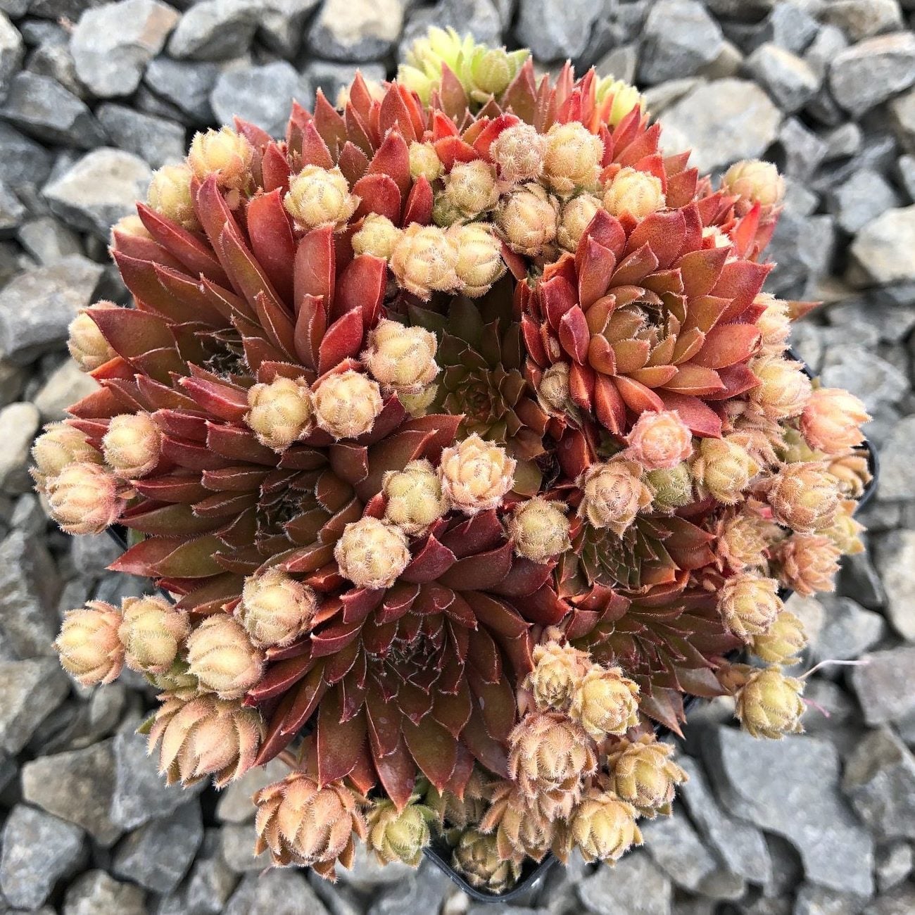 Sempervivum 'Bronze Pastel' - Hens & Chicks (3.5" Pot) - Image 3