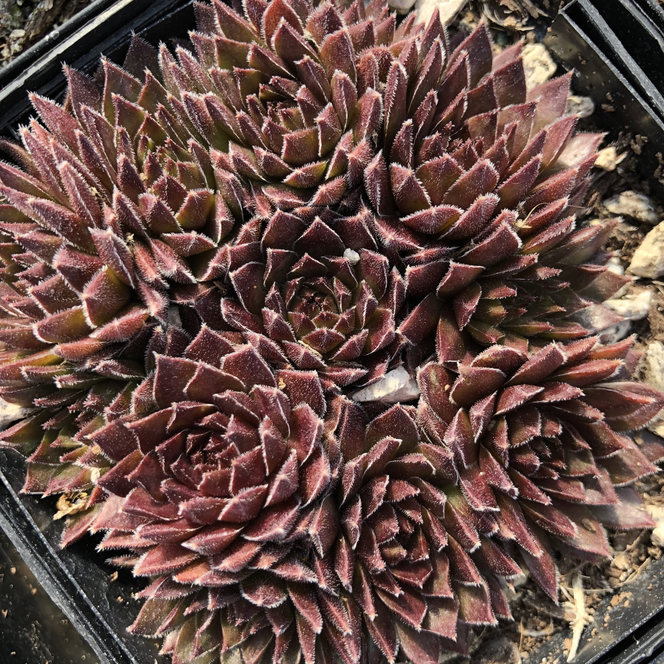 Sempervivum 'Bronze Pastel' - Hens & Chicks (3.5" Pot) - Image 5