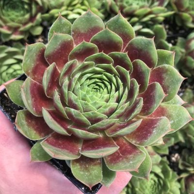 Sempervivum 'Hopewell' - Hens & Chicks (3.5" Pot)