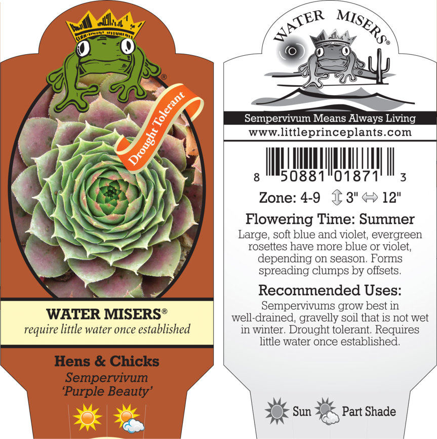 Sempervivum 'Purple Beauty' - Hens & Chicks (3.5" Pot) - Image 5