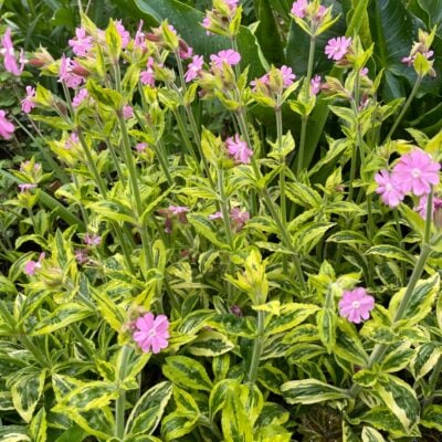 Silene dioica 'Clifford Moor' - Red Campion (3.5" Pot)