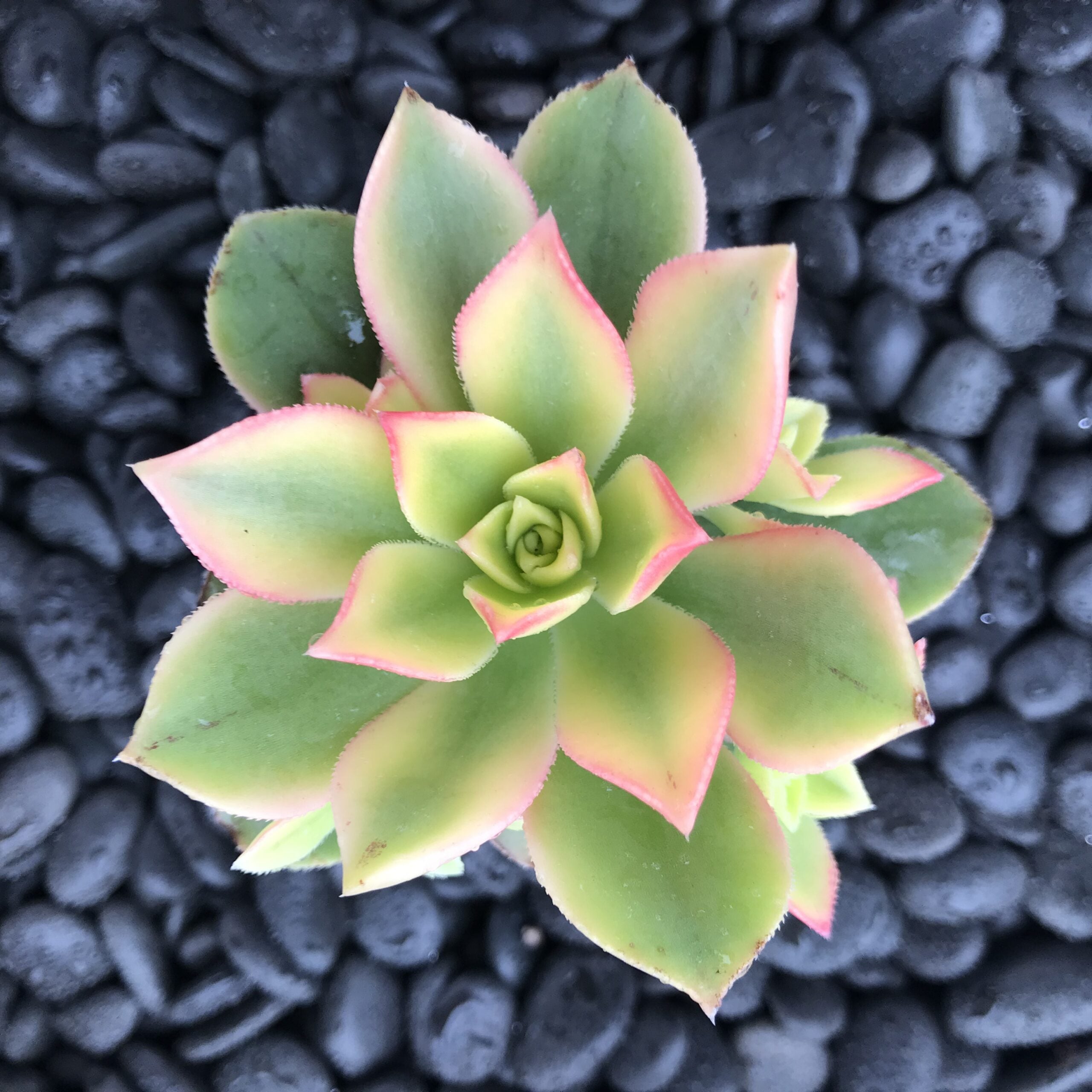 Aeonium hybrid 'Kiwi' - (2" Pot) - Image 4