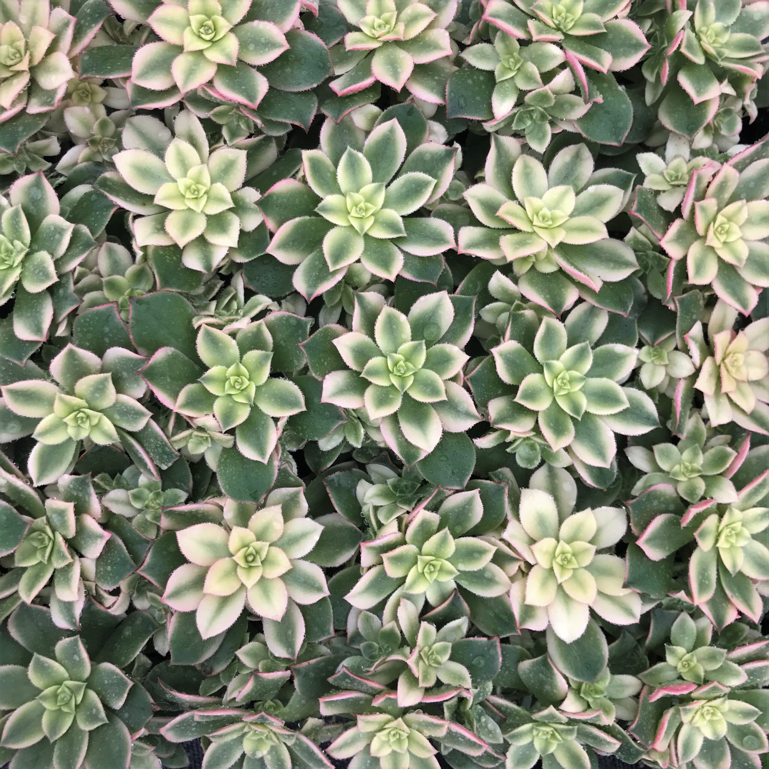 Aeonium hybrid 'Kiwi' - (2" Pot) - Image 3