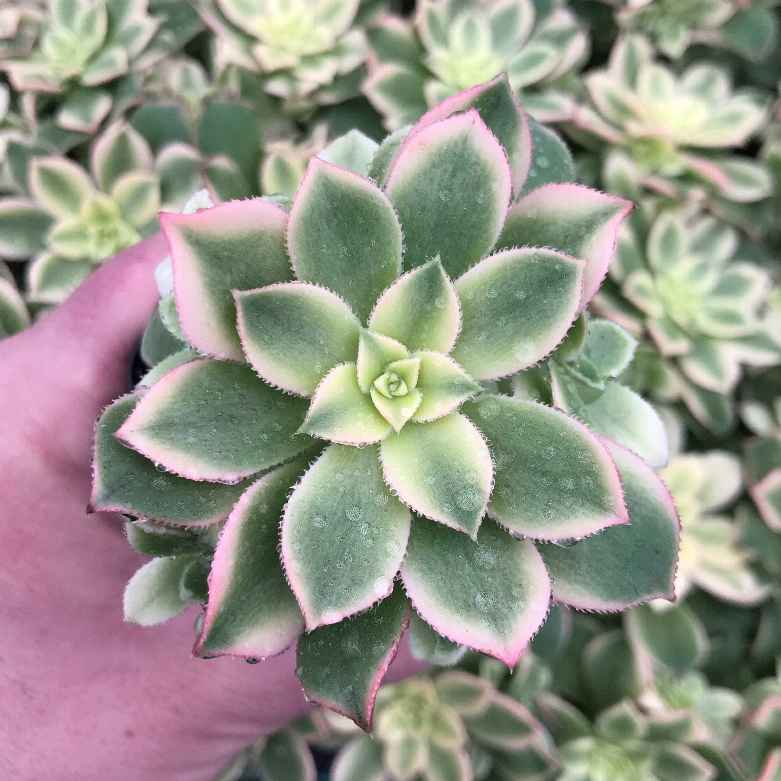 Aeonium hybrid 'Kiwi' - (2" Pot) - Image 2