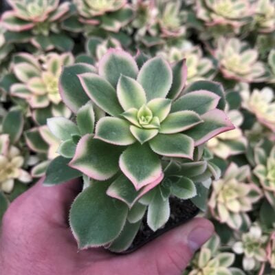 Aeonium hybrid 'Kiwi' - (2" Pot)