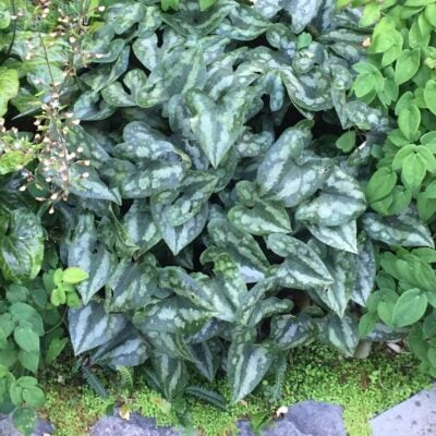 Asarum splendens - Quicksilver Wild Ginger (4.5" Pot)