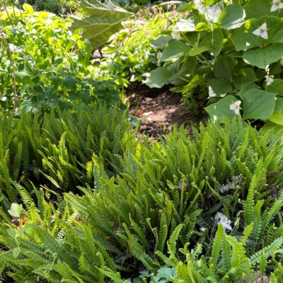 Blechnum penna-marina - Alpine Water Fern (3.5" Pot)