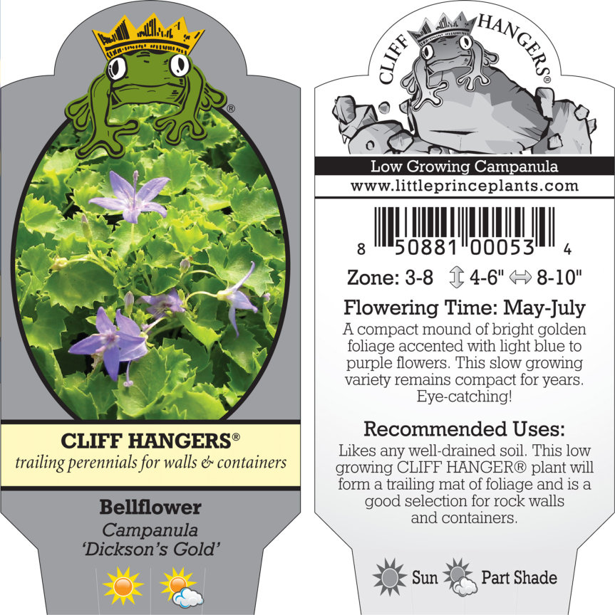 Campanula 'Dickson's Gold' - Bellflower (3.5" Pot) - Image 5