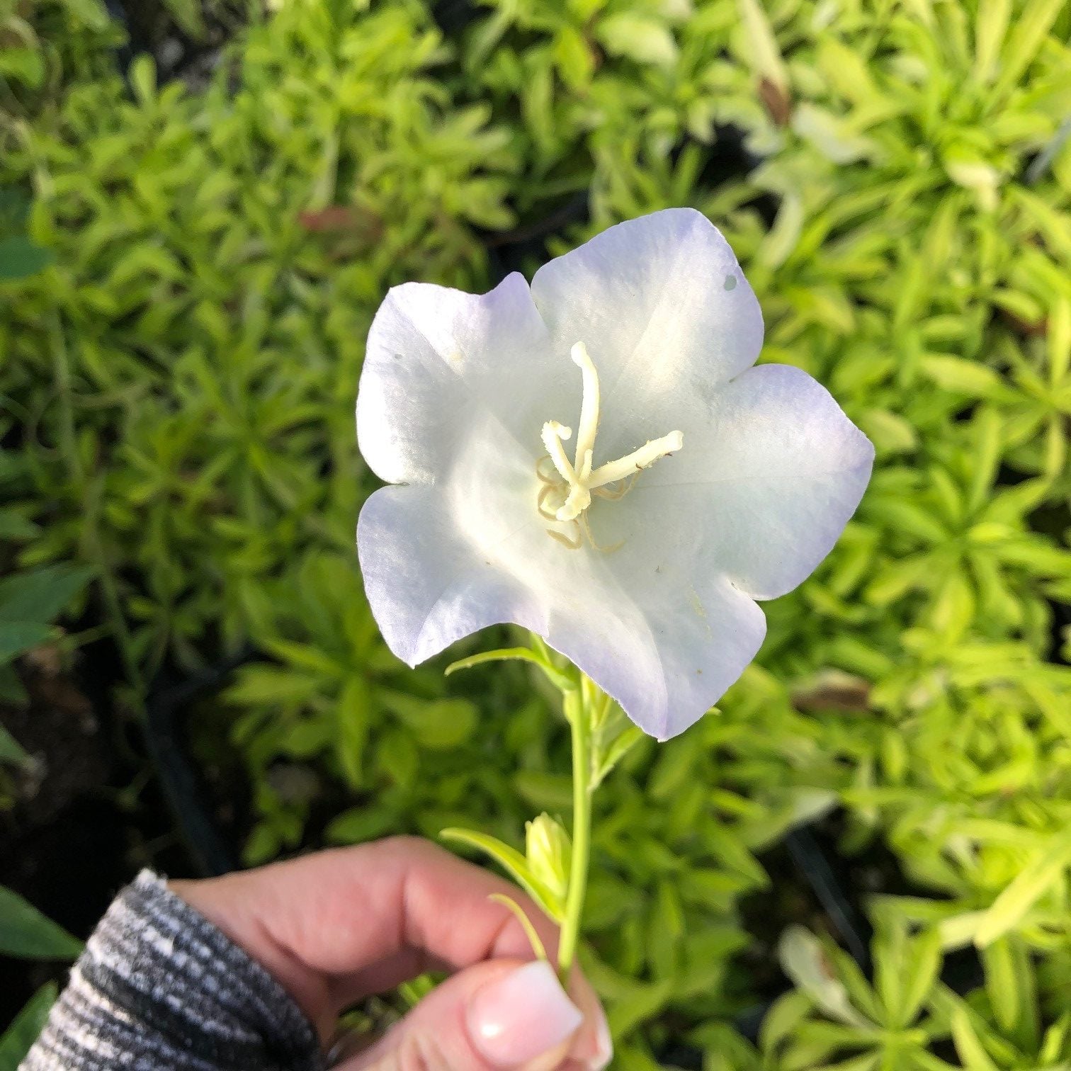 Campanula persicifolia 'Kelly's Gold' - Peachleaf Bellflower (4.5" Pot) - Image 2