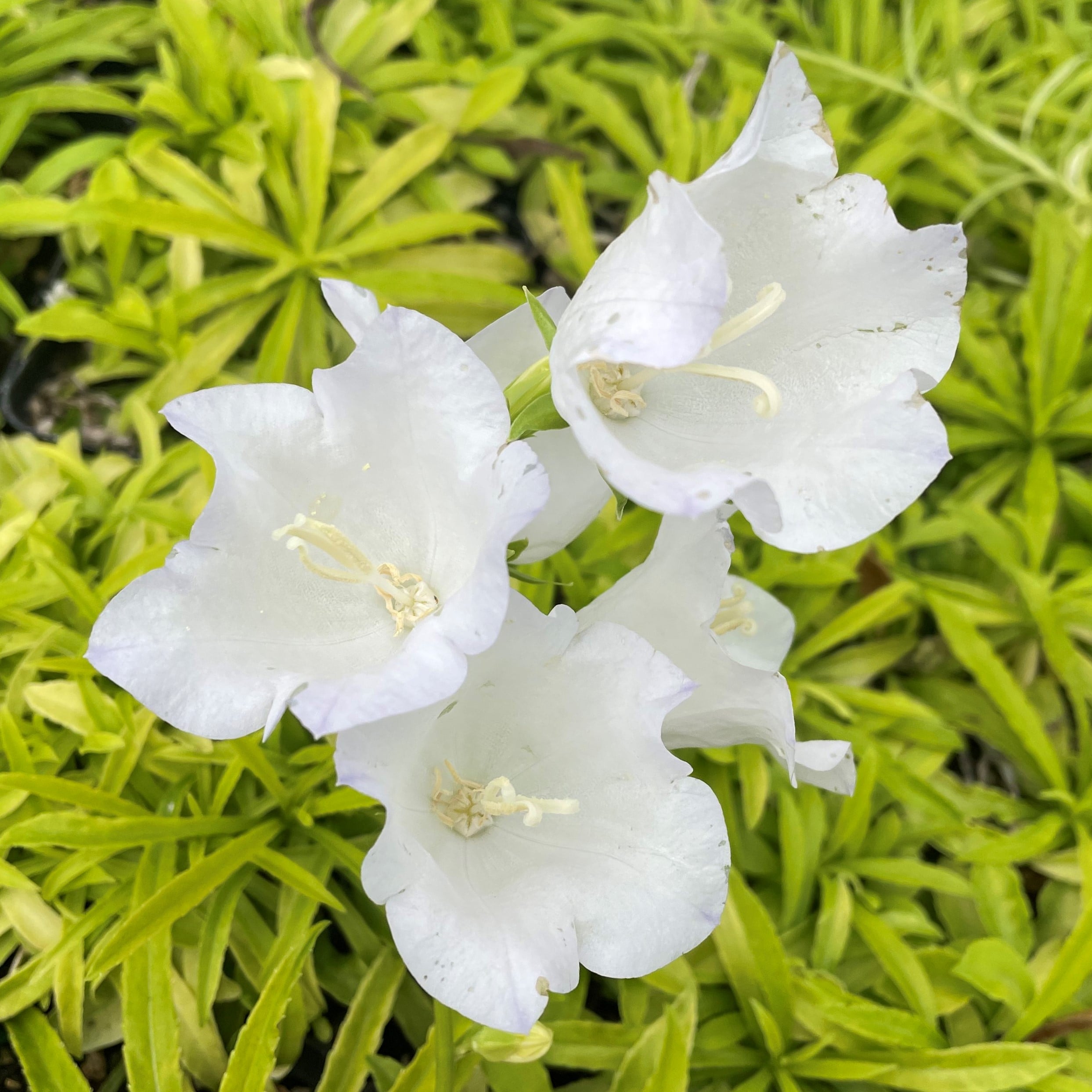 Campanula persicifolia 'Kelly's Gold' - Peachleaf Bellflower (4.5" Pot) - Image 5