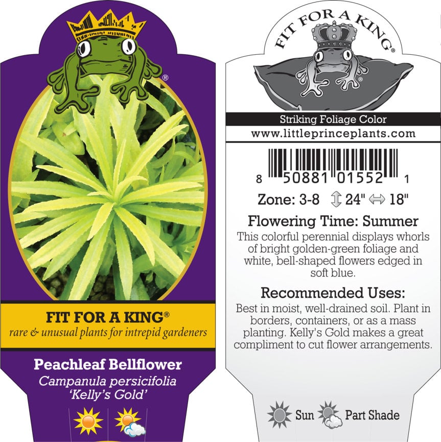 Campanula persicifolia 'Kelly's Gold' - Peachleaf Bellflower (4.5" Pot) - Image 7