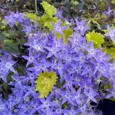 Campanula 'Dickson's Gold' - Bellflower (3.5" Pot)