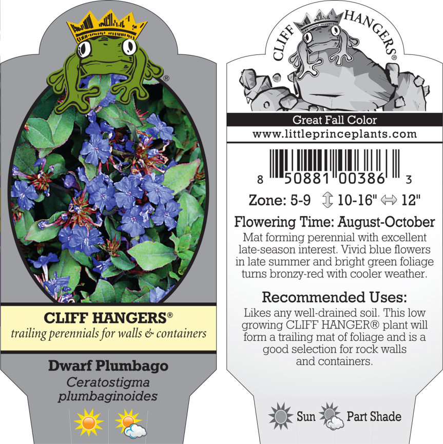 Ceratostigma plumbaginoides - Dwarf Plumbago (3.5" Pot) - Image 8