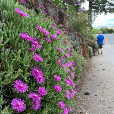 Delosperma cooperi - Purple Ice Plant (3.5" Pot)