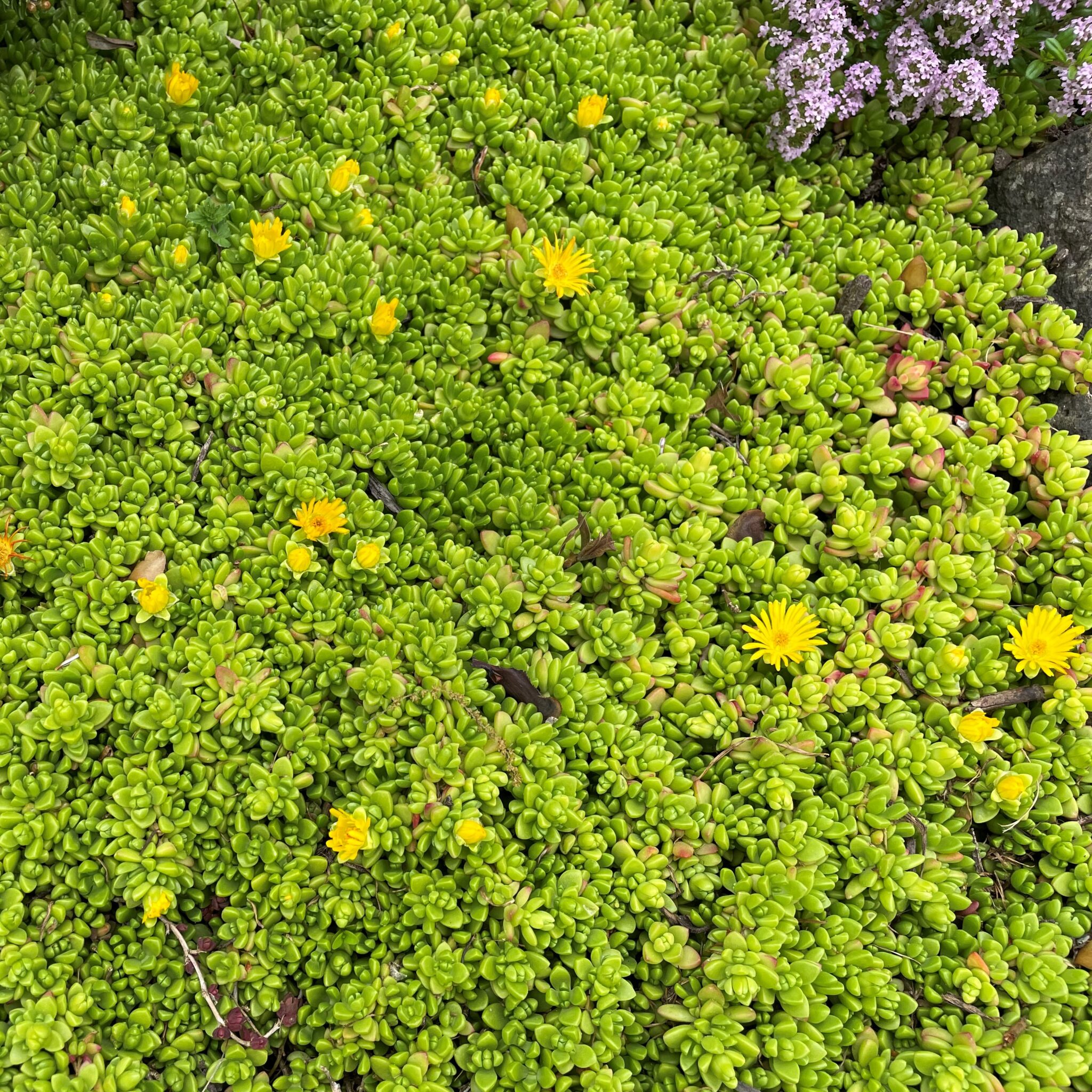 Delosperma nubigenum - Ice Plant (3.5" Pot) | Little Prince of Oregon