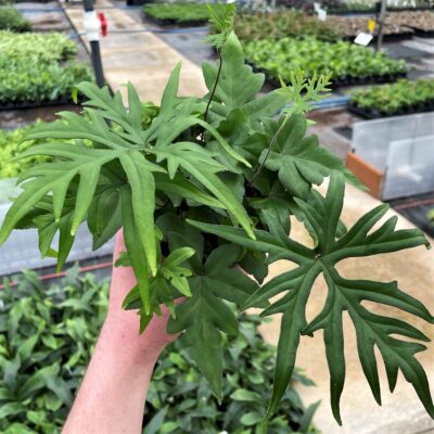 Doryopteris pedata - Digit Fern (4.5" Pot)