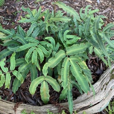 Dryopteris sieboldii - Siebold's Wood Fern (3.5" Pot)