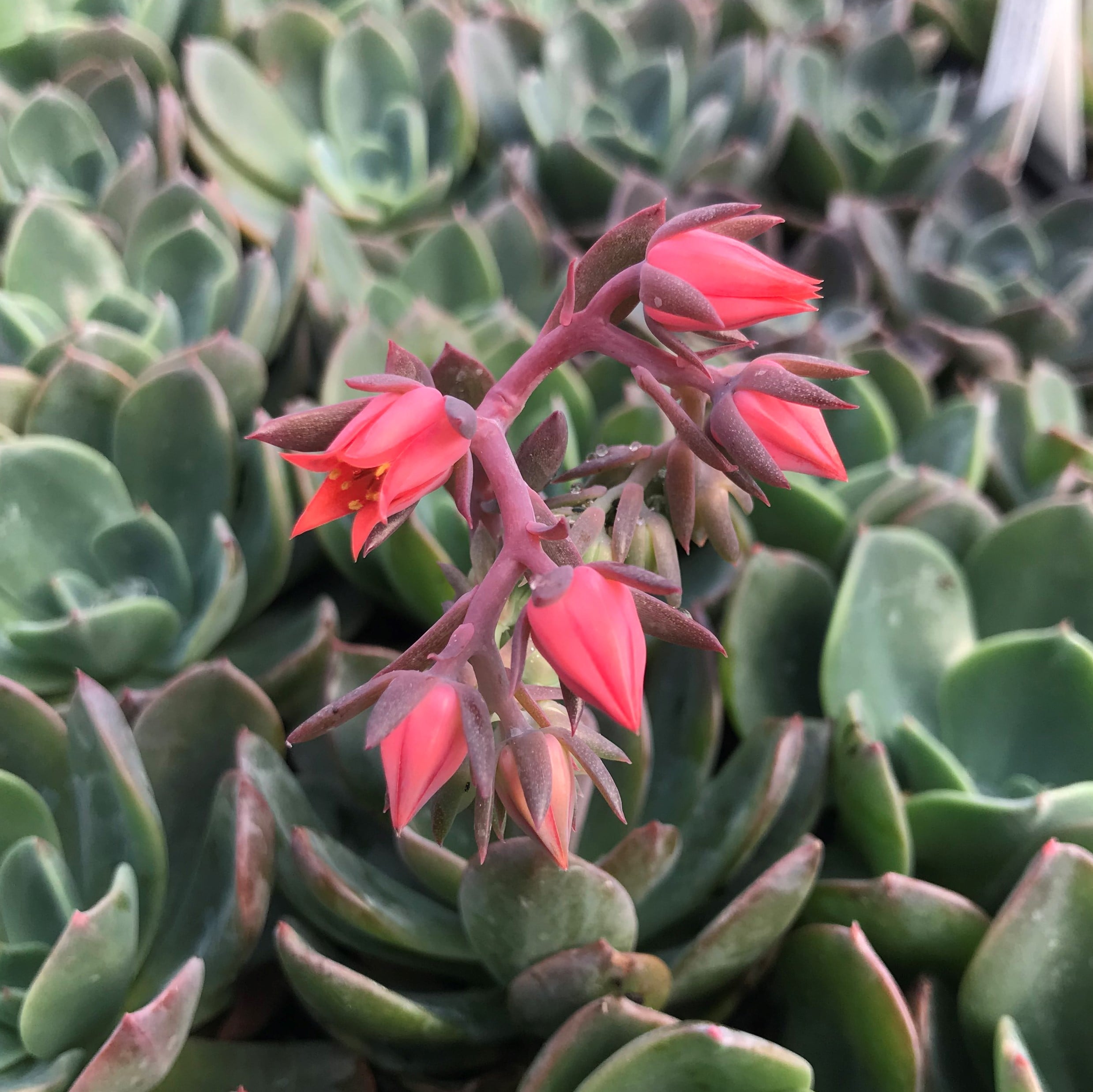Echeveria 'Blue Prince' (2" Pot) - Image 3