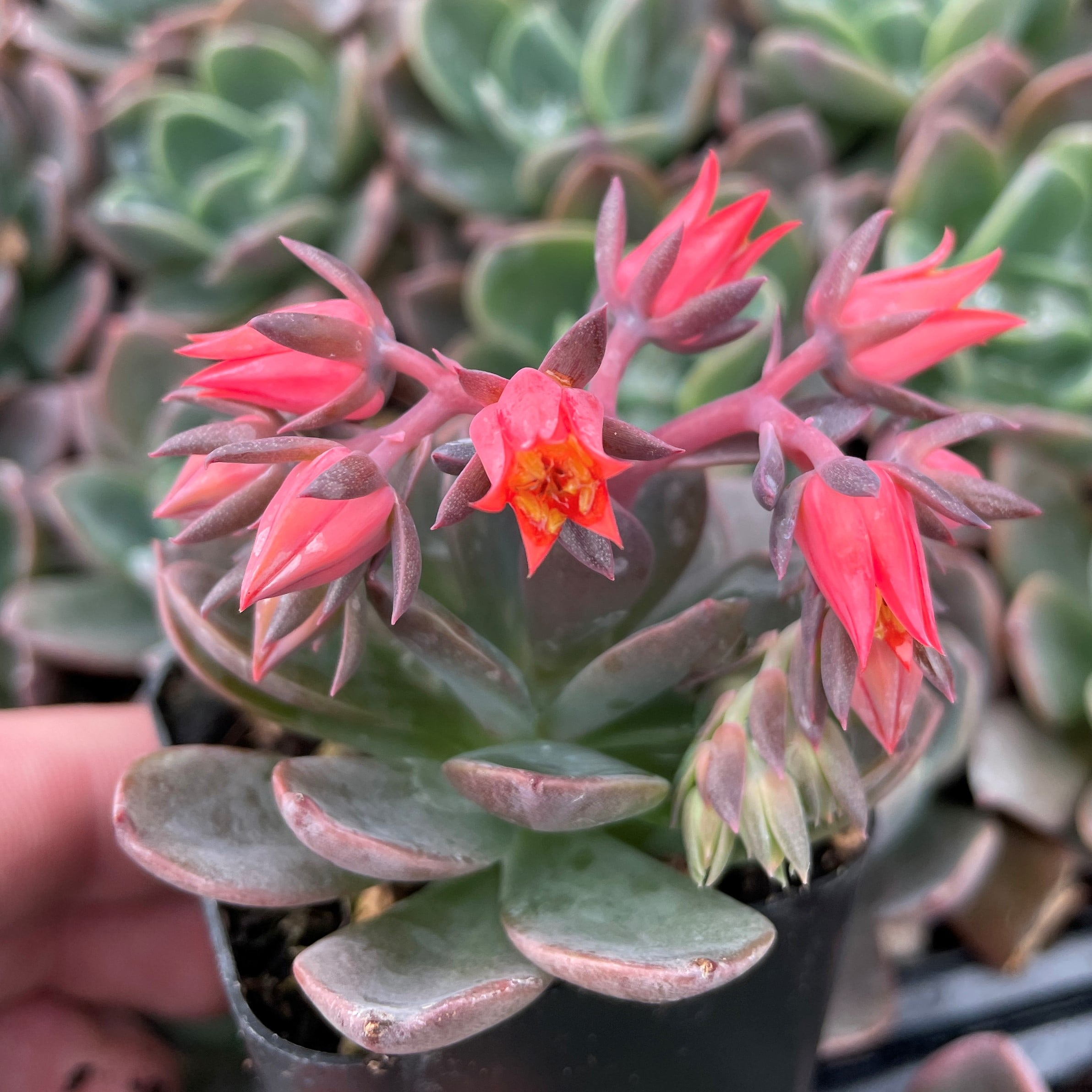 Echeveria 'Blue Prince' (2" Pot) - Image 5