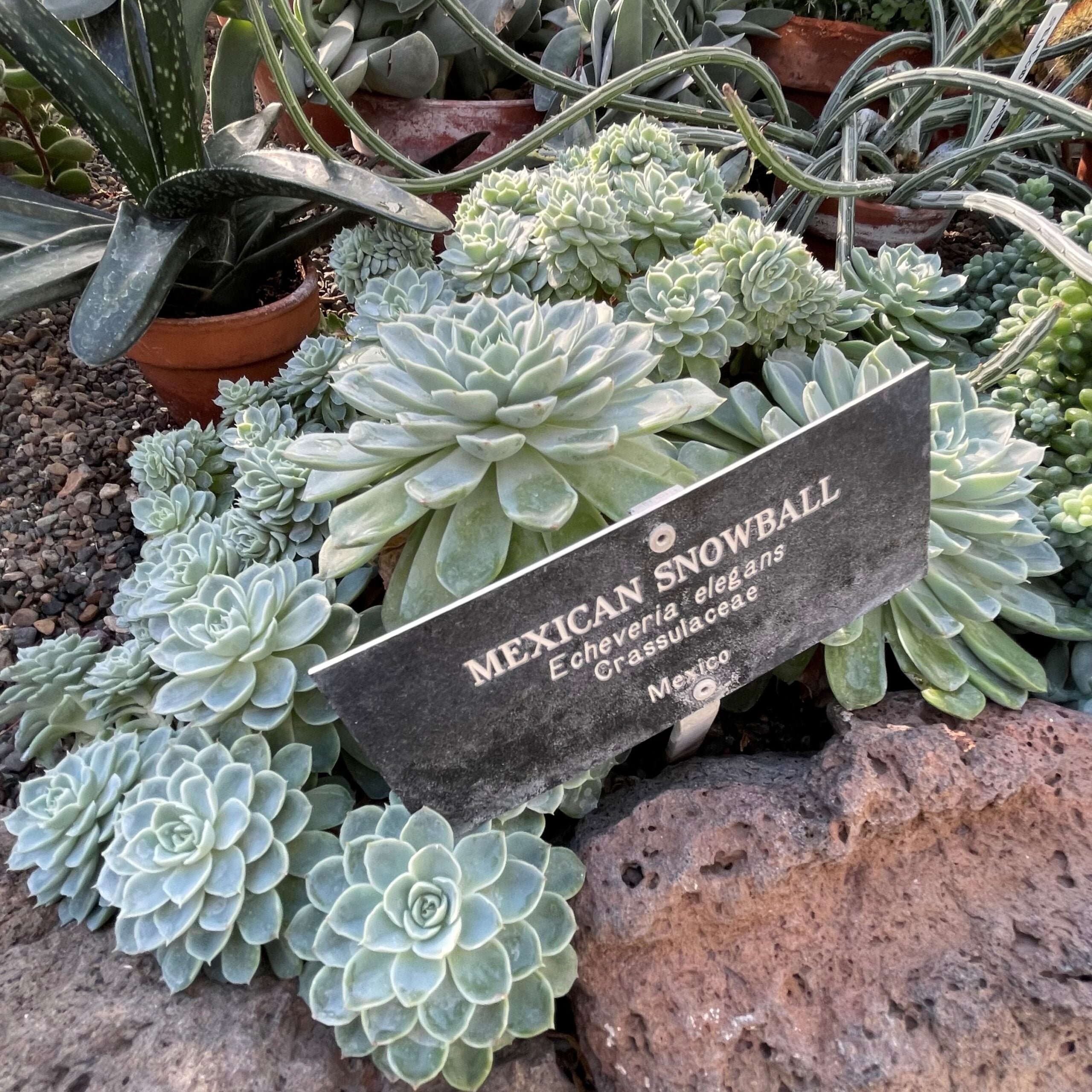Echeveria elegans - Mexican Snowball (2" Pot) - Image 4