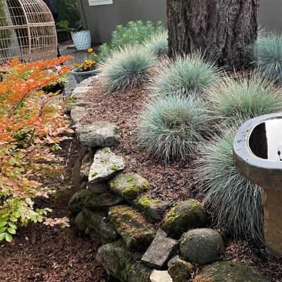 Festuca glauca 'Elijah Blue' - Blue Fescue (3.5" Pot)