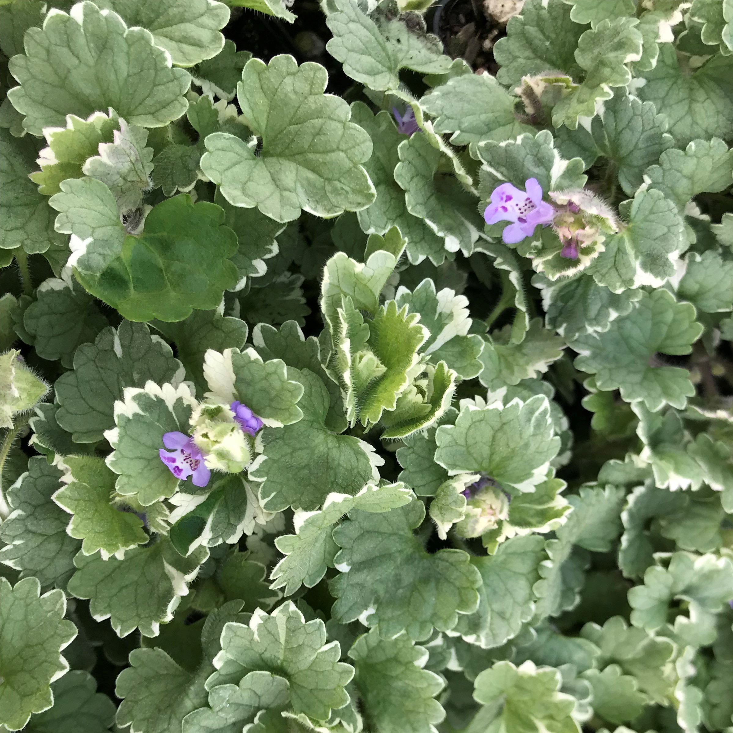 Glechoma hederacea 'Variegata' - Variegated Ground Ivy (3.5" Pot) | Little  Prince of Oregon Nursery