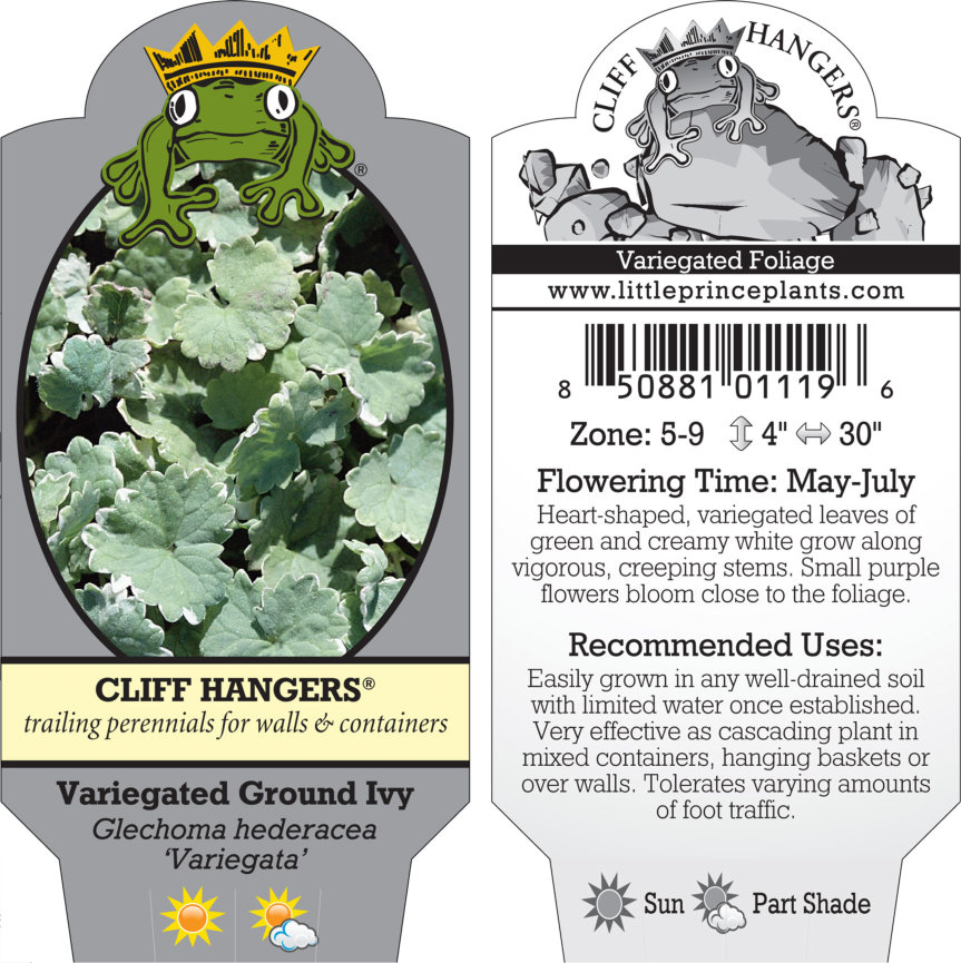 Glechoma hederacea 'Variegata' - Variegated Ground Ivy (3.5" Pot) | Little  Prince of Oregon Nursery