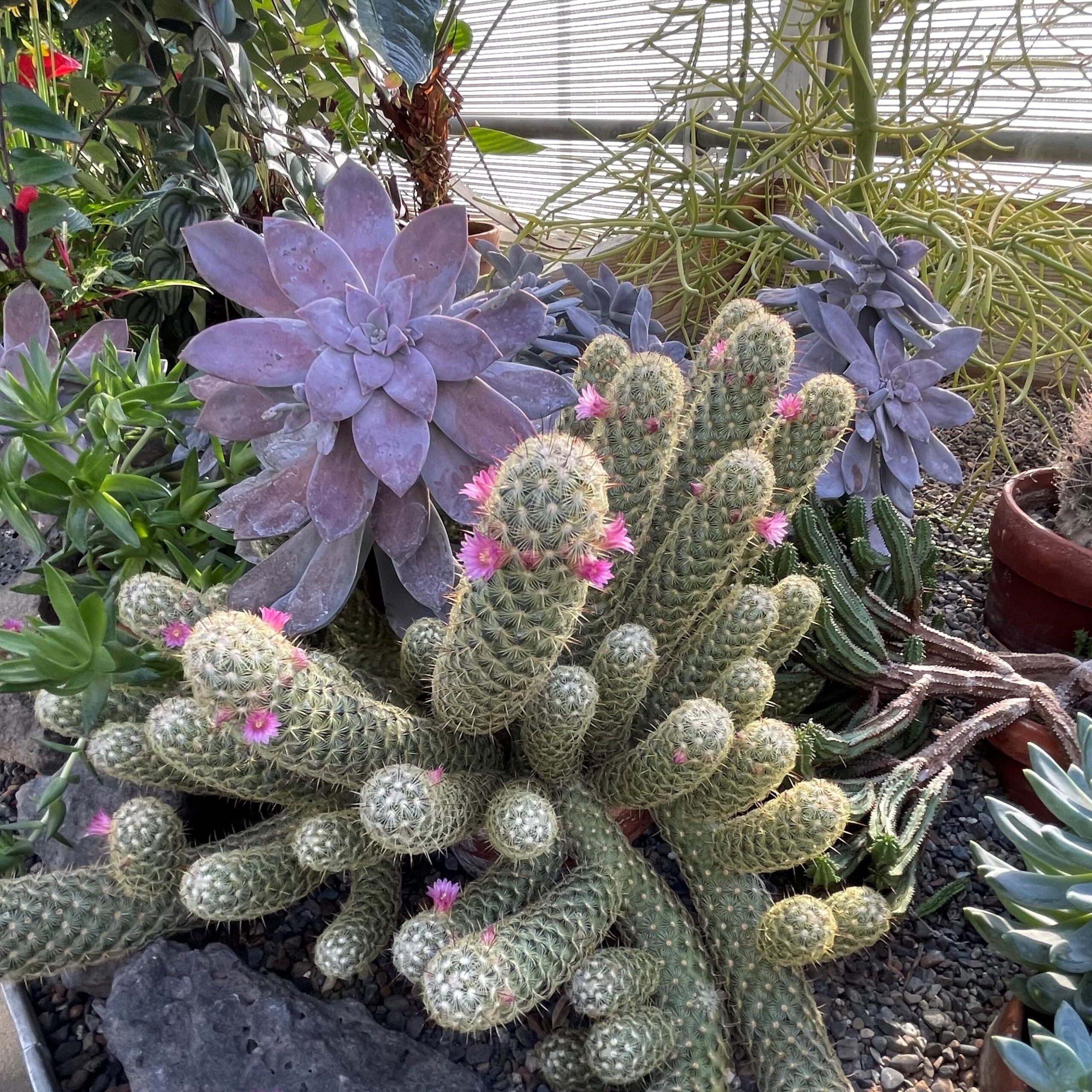 Graptopetalum pentandrum superbum (2" Pot) - Image 3