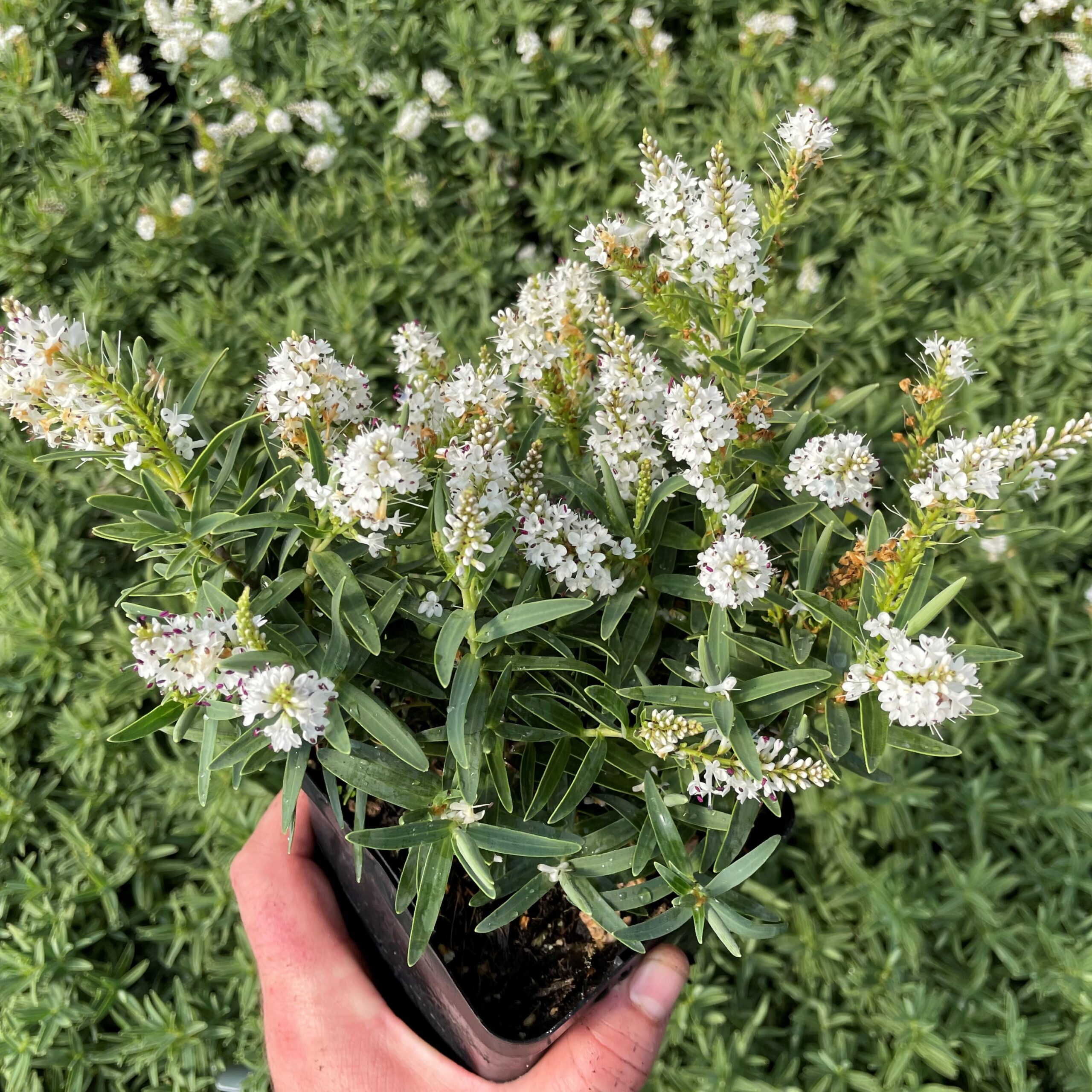 Hebe recurva 'Boughton's Silver' (4.5" Pot)