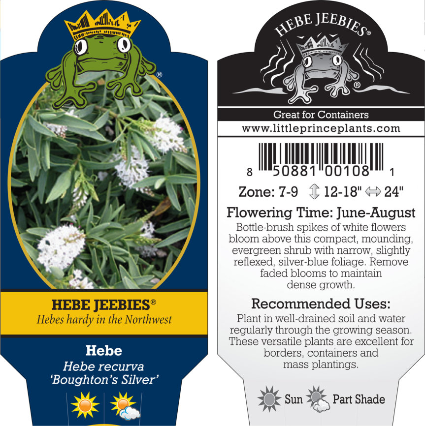 Hebe recurva 'Boughton's Silver' (4.5" Pot) - Image 6