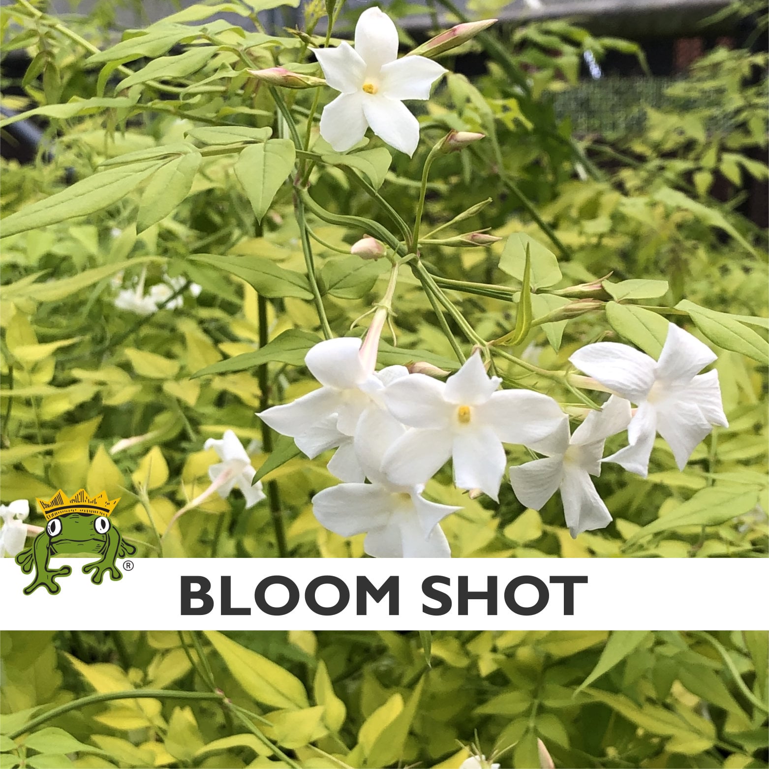 Jasminum officinale 'Fiona Sunrise' - Golden Poet's Jasmine (4.5" Pot) - Image 2