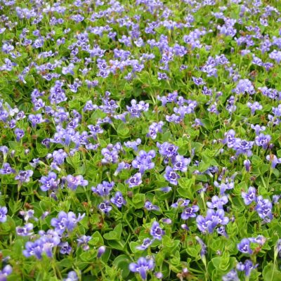 Lindernia grandiflora - Blue Moneywort (3.5" Pot)