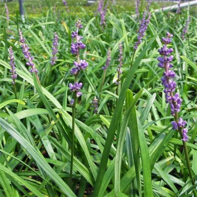 Liriope muscari 'Big Blue' - Lilyturf (3.5" Pot)
