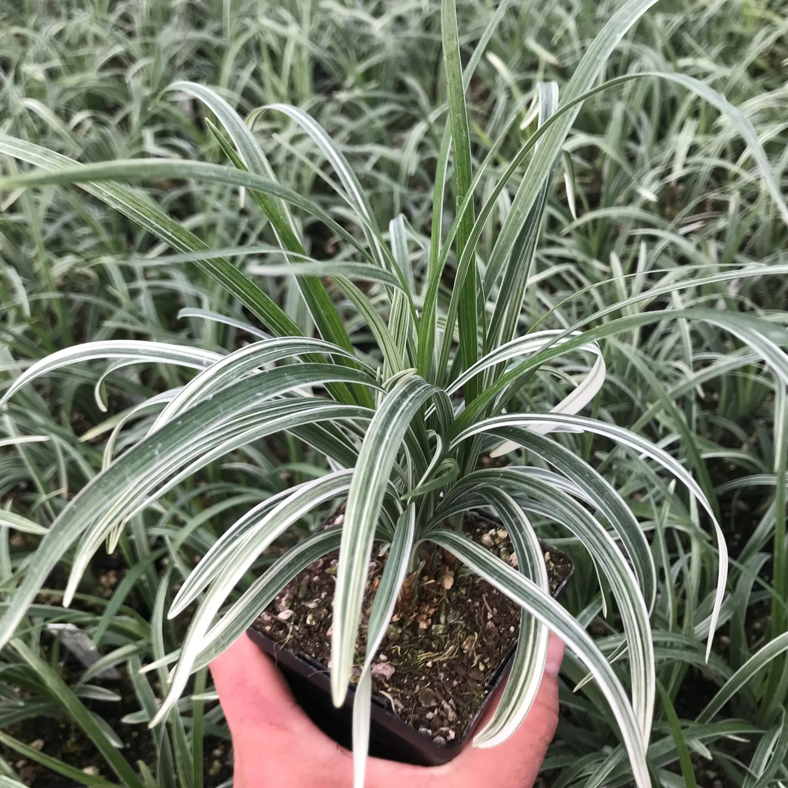 Liriope spicata 'Silver Dragon' - Lilyturf (3.5