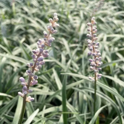 Liriope spicata 'Silver Dragon' - Lilyturf (3.5