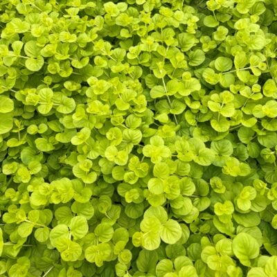 Lysimachia nummularia 'Aurea' - Golden Jenny (3.5" Pot)