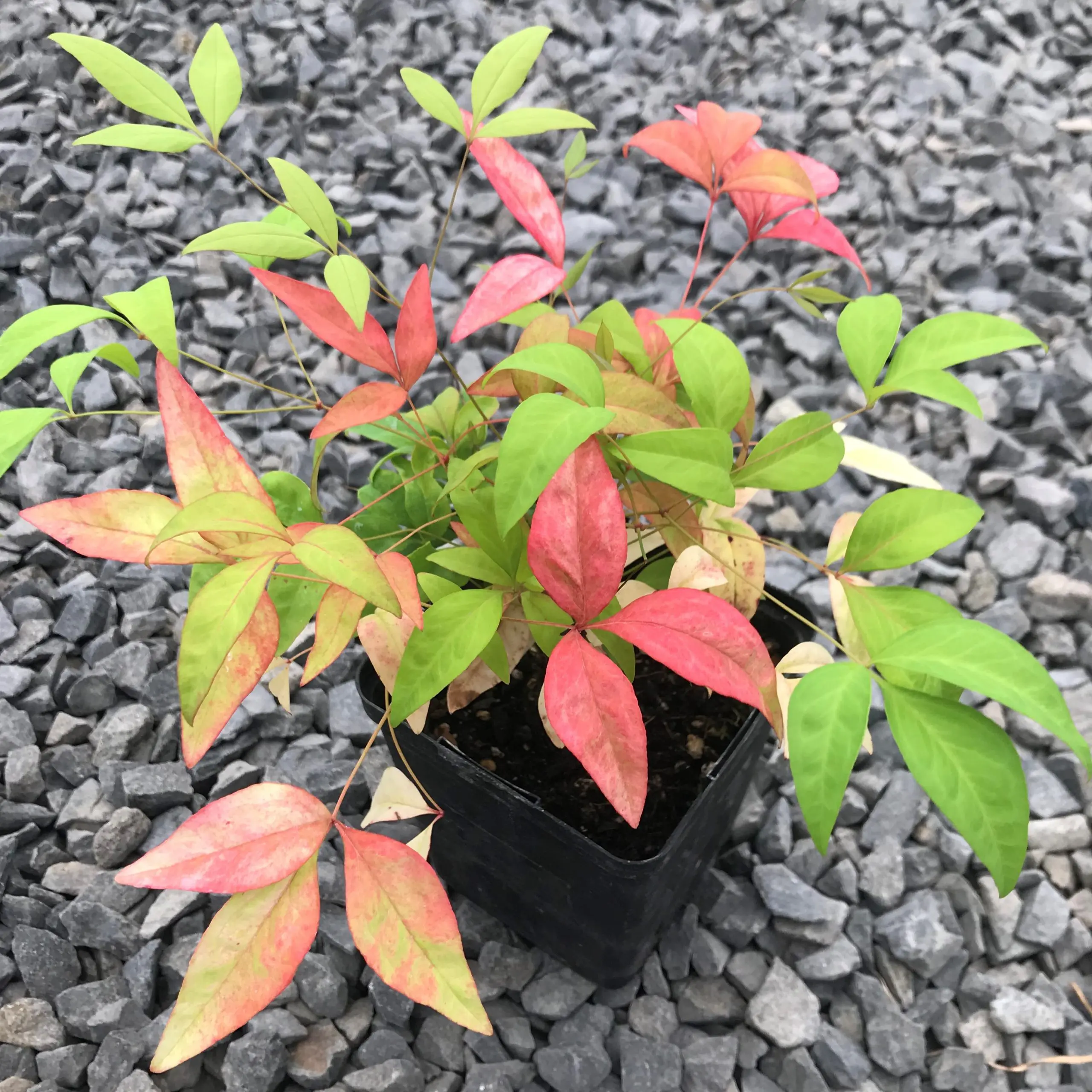 Nandina-domestica-Firepower-