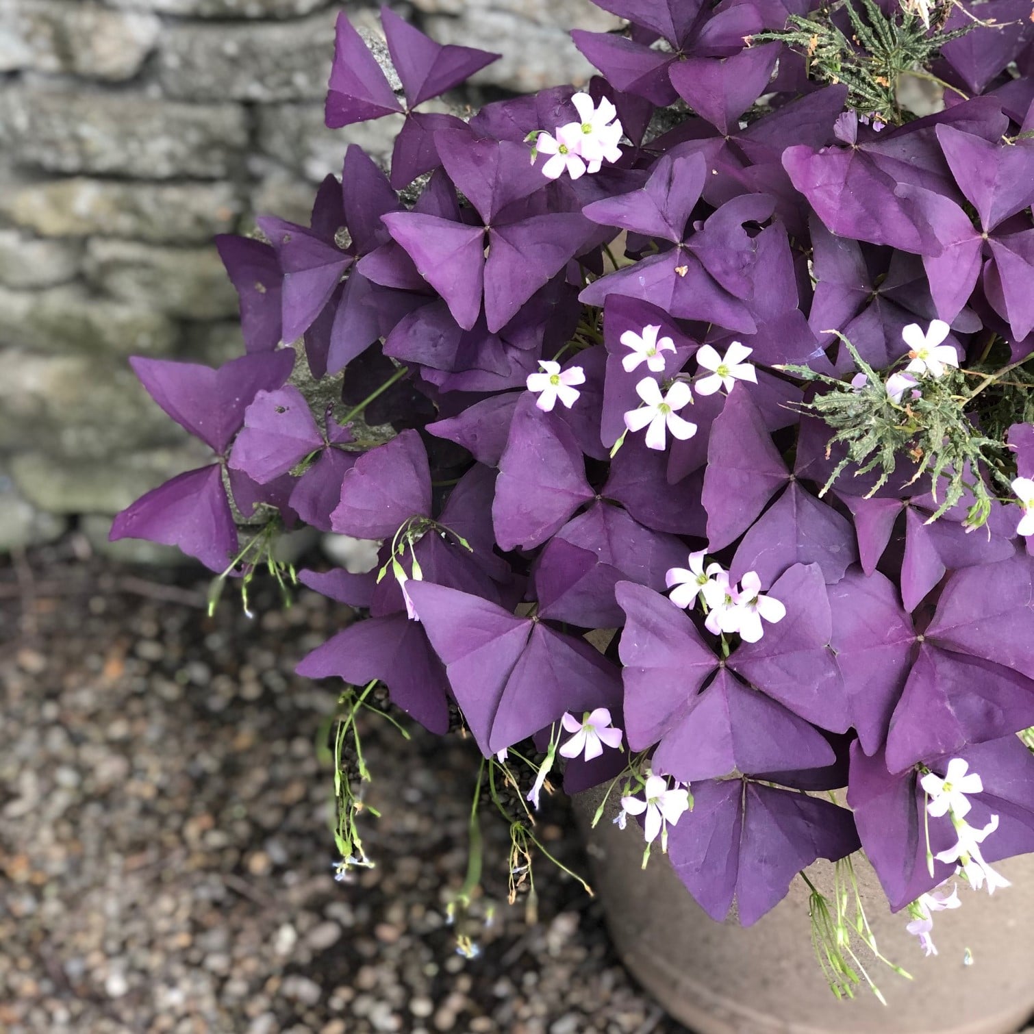 Oxalis regnelli 'Francis' - False Shamrock (4.5" Pot)