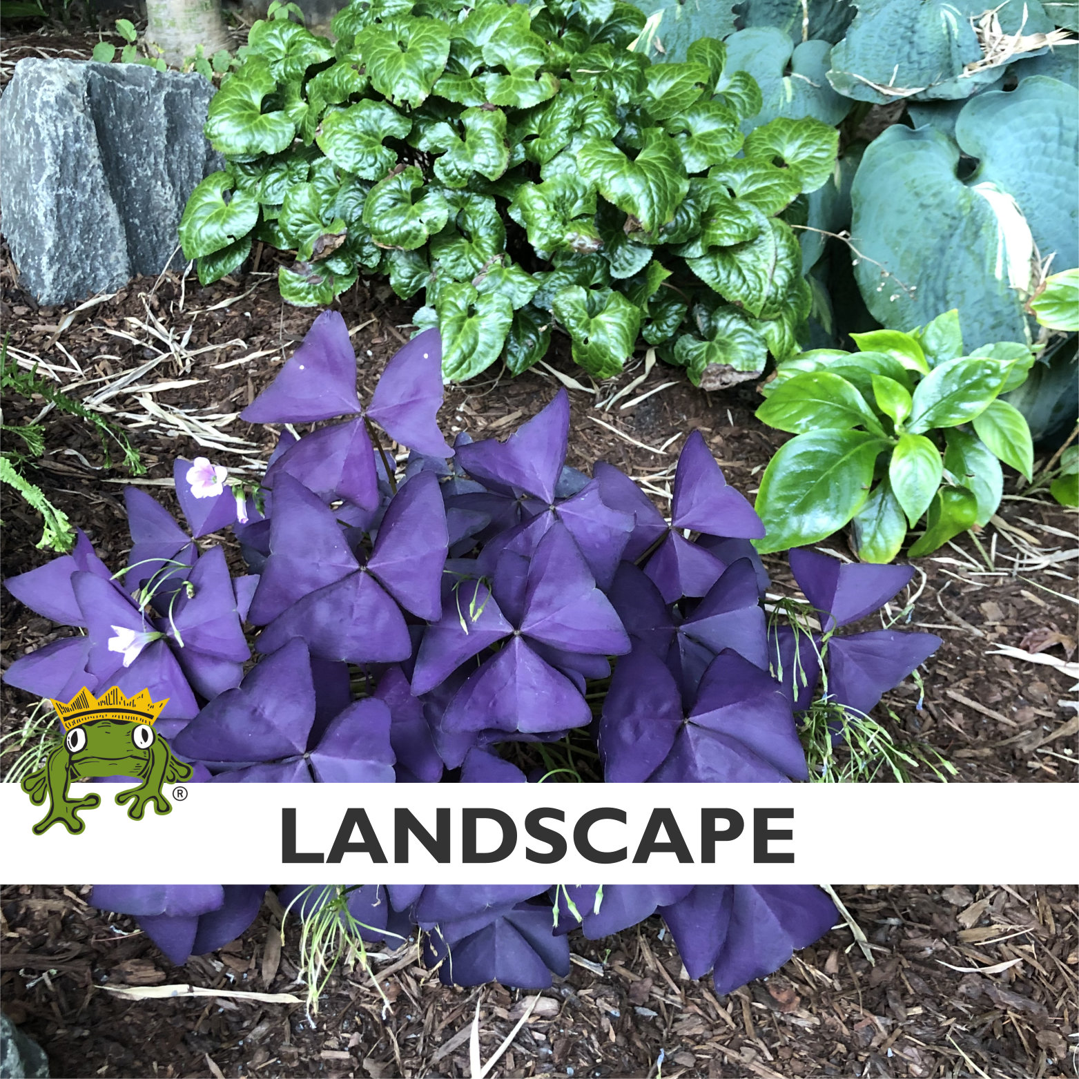 Oxalis regnelli 'Francis' - False Shamrock (4.5" Pot) - Image 3
