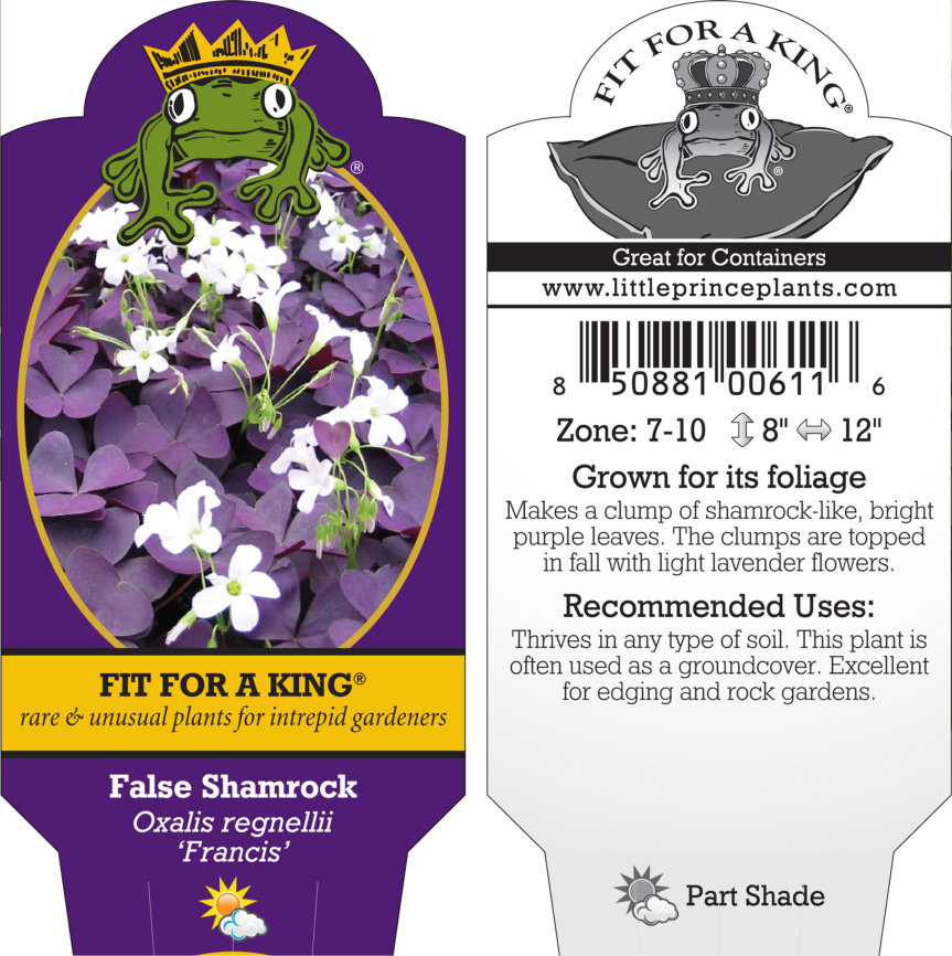 Oxalis regnelli 'Francis' - False Shamrock (4.5" Pot) - Image 9