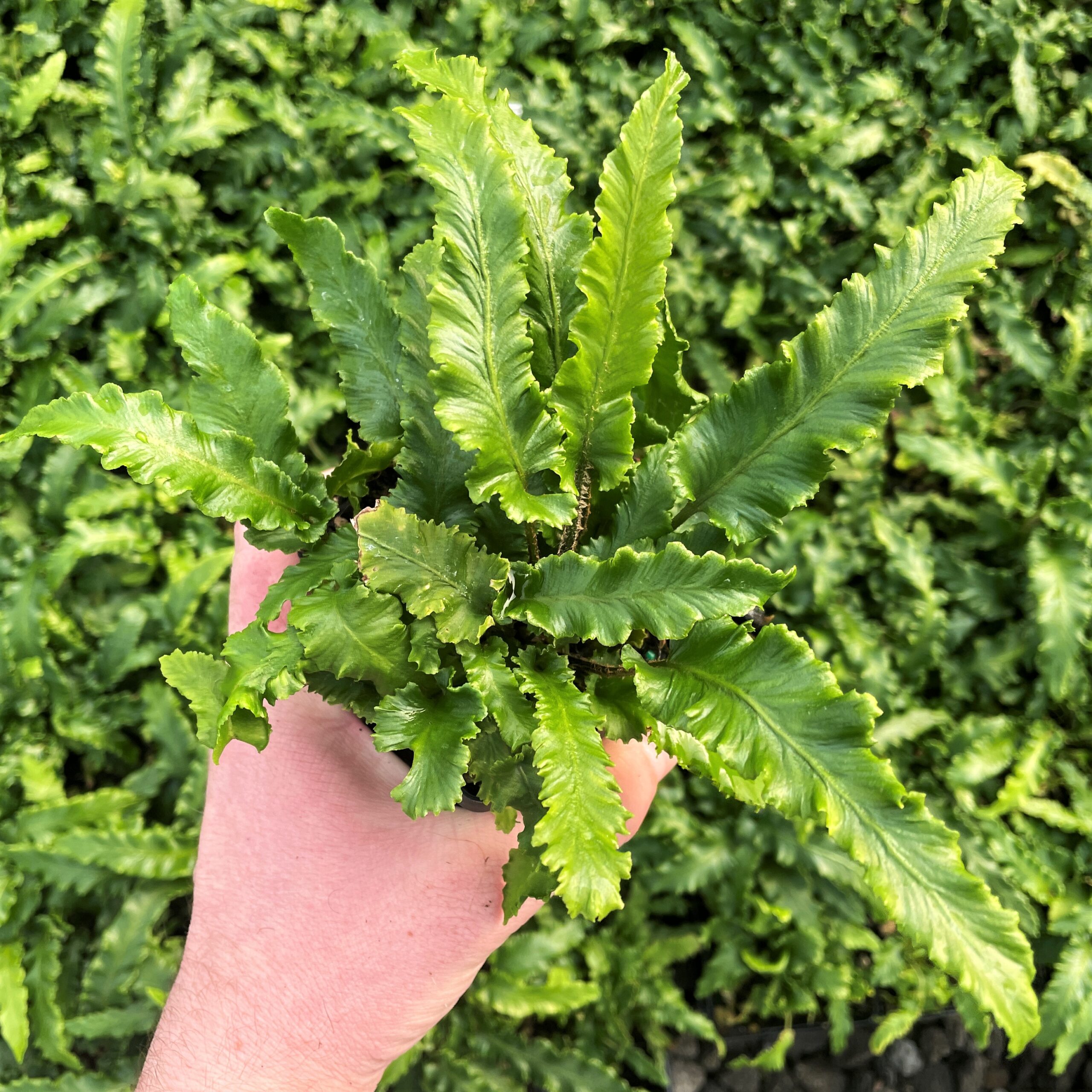Asplenium scolopendrium 'Angustifolia' - Hart's Tongue Fern (3.5" Pot)
