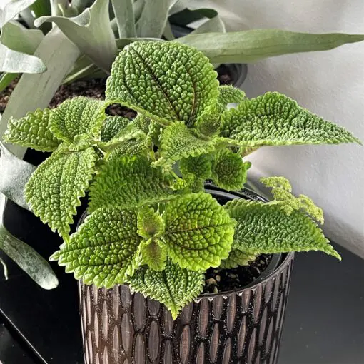 Pilea mollis 'Moon Valley' (4.5" Pot) | Little Prince of Oregon Nursery