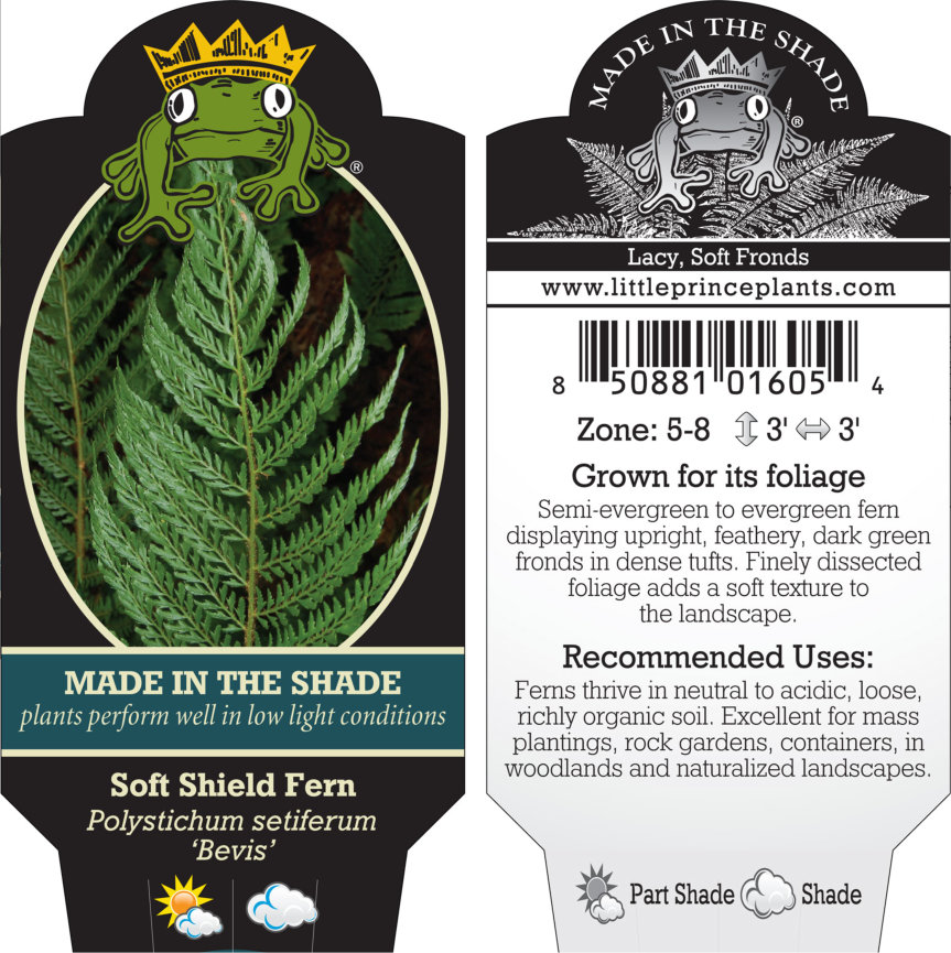 Polystichum setiferum 'Bevis' - Soft Shield Fern (3.5" Pot) - Image 4
