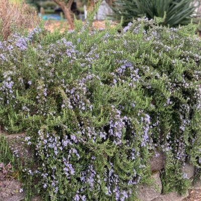 Rosmarinus officinalis 'Huntington Carpet' - Creeping Rosemary (3.5" Pot)