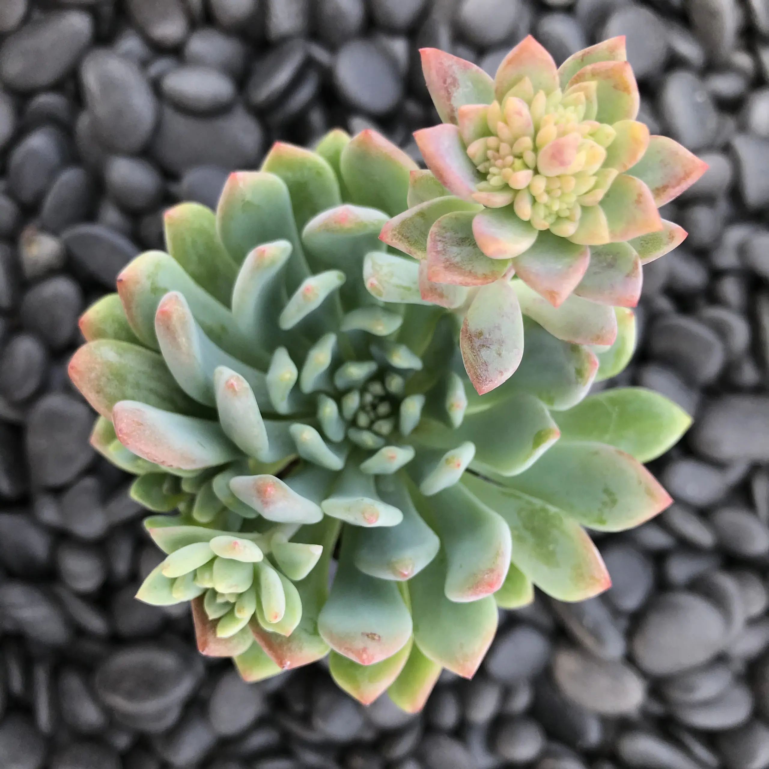 Echeveria 'Blue Elf' (2" Pot) | Little Prince of Oregon Nursery