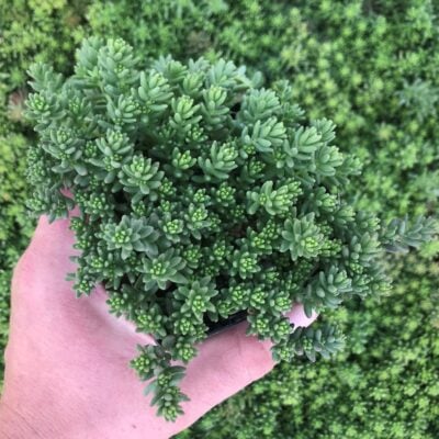 Sedum album 'Coral Carpet' - Stonecrop (3.5" Pot)
