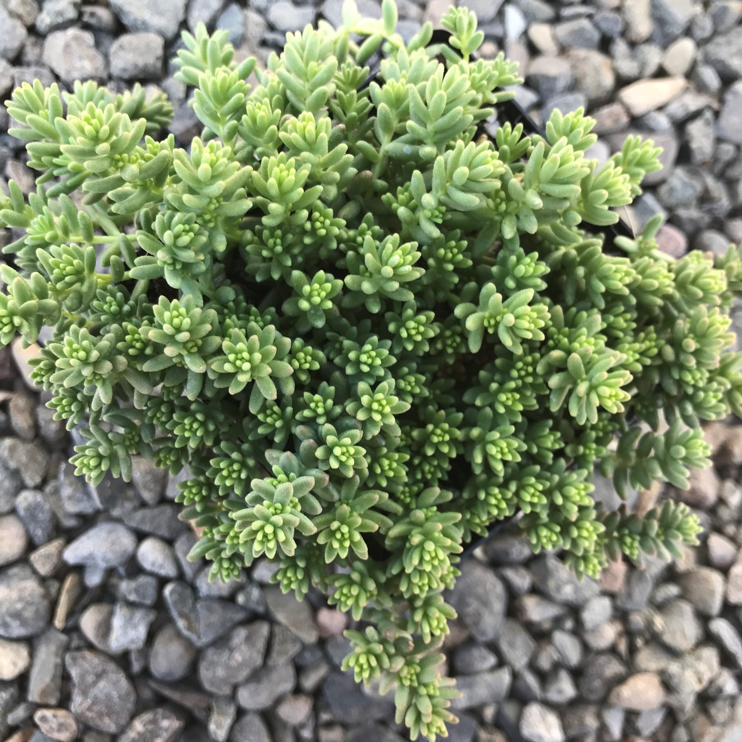 Sedum album 'Coral Carpet' - Stonecrop (3.5" Pot) - Image 3