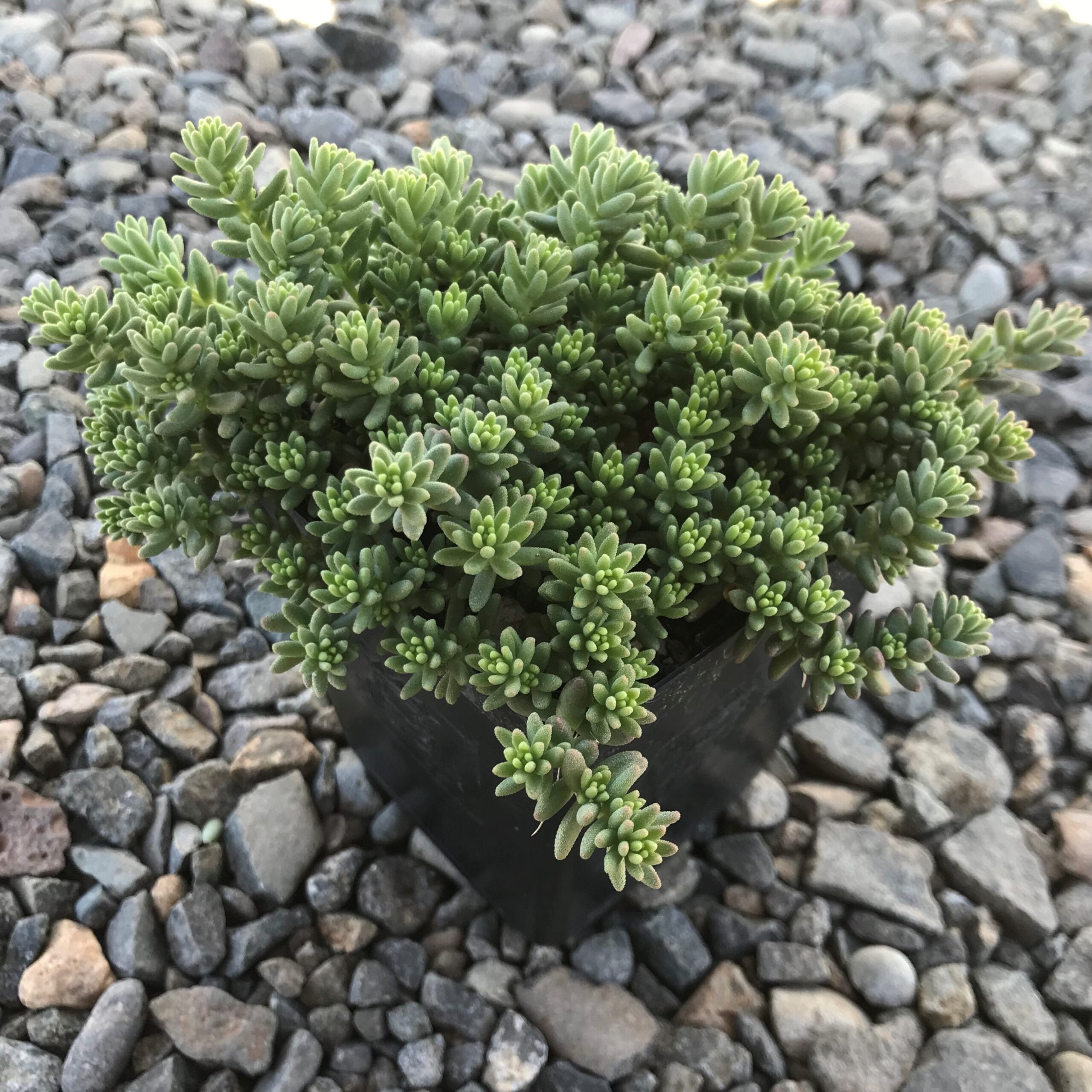 Sedum album 'Coral Carpet' - Stonecrop (3.5" Pot) - Image 2