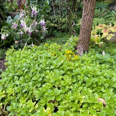 Sedum confusum - Mexican Stonecrop (3.5" Pot)